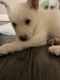 Alaskan Husky Puppies for sale in Las Vegas, NV 89142, USA. price: $600