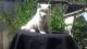 Alaskan Husky Puppies for sale in Huntsville, AL, USA. price: $500
