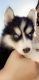 Alaskan Husky Puppies for sale in Slaton, TX 79364, USA. price: NA