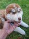 Alaskan Husky Puppies for sale in La Mirada, CA 90638, USA. price: NA
