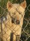 Alaskan Husky Puppies for sale in Athens, TN 37303, USA. price: NA