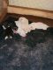 Alaskan Husky Puppies for sale in Graford, TX 76449, USA. price: NA