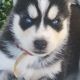Alaskan Husky Puppies for sale in Marysville, CA, USA. price: NA
