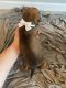 Alaskan Husky Puppies for sale in Norwood Young America, MN, USA. price: $600