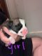 Alaskan Husky Puppies for sale in Hendersonville, NC, USA. price: NA