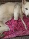 Alaskan Husky Puppies for sale in Amesbury, MA 01913, USA. price: NA