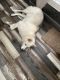 Alaskan Husky Puppies for sale in Lakewood Ranch, FL 34202, USA. price: NA