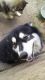 Alaskan Husky Puppies for sale in San Antonio, TX, USA. price: $500
