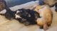 Alaskan Husky Puppies for sale in Cincinnati, OH, USA. price: $50