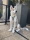Alaskan Husky Puppies for sale in Downtown San Diego, San Diego, CA, USA. price: NA