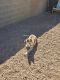 Alaskan Husky Puppies for sale in Las Vegas, NV 89101, USA. price: $1,500