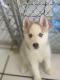 Alaskan Husky Puppies for sale in San Jacinto, CA, USA. price: NA
