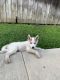 Alaskan Husky Puppies for sale in Fullerton, CA, USA. price: $400