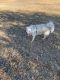 Alaskan Husky Puppies for sale in Litchfield Park, AZ, USA. price: NA