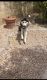 Alaskan Husky Puppies for sale in Peoria, AZ 85345, USA. price: $150