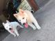 Alaskan Husky Puppies for sale in Glendale, AZ, USA. price: NA