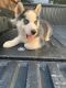 Alaskan Husky Puppies for sale in WESLEYAN COL, NC 27804, USA. price: NA
