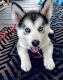 Alaskan Husky Puppies for sale in Denver, CO, USA. price: $1,200