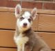 Alaskan Husky Puppies for sale in 2632 Susten Ln, Richmond, VA 23224, USA. price: $1,500