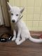 Alaskan Husky Puppies for sale in Chicago, IL, USA. price: NA