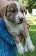 Alaskan Klee Kai Puppies for sale in Grand Rapids, MI, USA. price: NA
