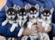 Alaskan Klee Kai Puppies for sale in Los Angeles, CA, USA. price: $600