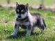 Alaskan Klee Kai Puppies for sale in Los Angeles, CA, USA. price: $300