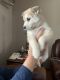 Alaskan Klee Kai Puppies for sale in Savage, MN 55378, USA. price: $1,500