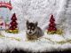 Alaskan Klee Kai Puppies for sale in Norwood, MO 65717, USA. price: NA