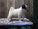 Alaskan Klee Kai Puppies for sale in Norwood, MO 65717, USA. price: $1,500