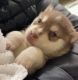 Alaskan Klee Kai Puppies for sale in Nampa, ID, USA. price: $6,000