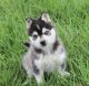 Alaskan Klee Kai Puppies for sale in New York, NY, USA. price: $650