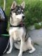 Alaskan Klee Kai Puppies for sale in The Bronx, NY, USA. price: $3,000