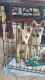 Alaskan Klee Kai Puppies for sale in Oak Creek, WI 53154, USA. price: NA