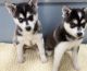 Alaskan Klee Kai Puppies for sale in Dallas, TX, USA. price: NA