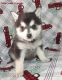 Alaskan Klee Kai Puppies for sale in Bandon, OR 97411, USA. price: $1,150