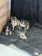 Alaskan Klee Kai Puppies for sale in Mesa, AZ, USA. price: NA