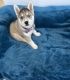 Alaskan Klee Kai Puppies for sale in 24403 SW 118 Ave, Princeton, FL 33032, USA. price: $2,000