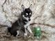 Alaskan Klee Kai Puppies for sale in Los Angeles, CA, USA. price: $2,500