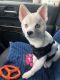 Alaskan Klee Kai Puppies for sale in S HARRISN TWP, NJ 08062, USA. price: $500