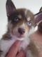 Alaskan Klee Kai Puppies for sale in Plant City, FL, USA. price: $800
