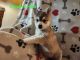 Alaskan Klee Kai Puppies for sale in Katy, TX 77493, USA. price: $1,000