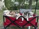 Alaskan Klee Kai Puppies