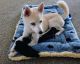 Alaskan Klee Kai Puppies for sale in Adams Rdge Dr, Nampa, ID 83687, USA. price: $300
