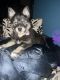 Alaskan Klee Kai Puppies for sale in Waterford, WI, USA. price: $1,900
