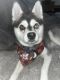 Alaskan Klee Kai Puppies for sale in Milwaukee, WI 53210, USA. price: $2,000