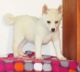 Alaskan Klee Kai Puppies for sale in El Monte, CA, USA. price: NA