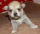 Alaskan Klee Kai Puppies for sale in Bakersfield, CA, USA. price: NA