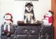 Alaskan Klee Kai Puppies for sale in Houston, TX, USA. price: NA