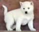 Alaskan Klee Kai Puppies for sale in Beedeville, AR, USA. price: NA